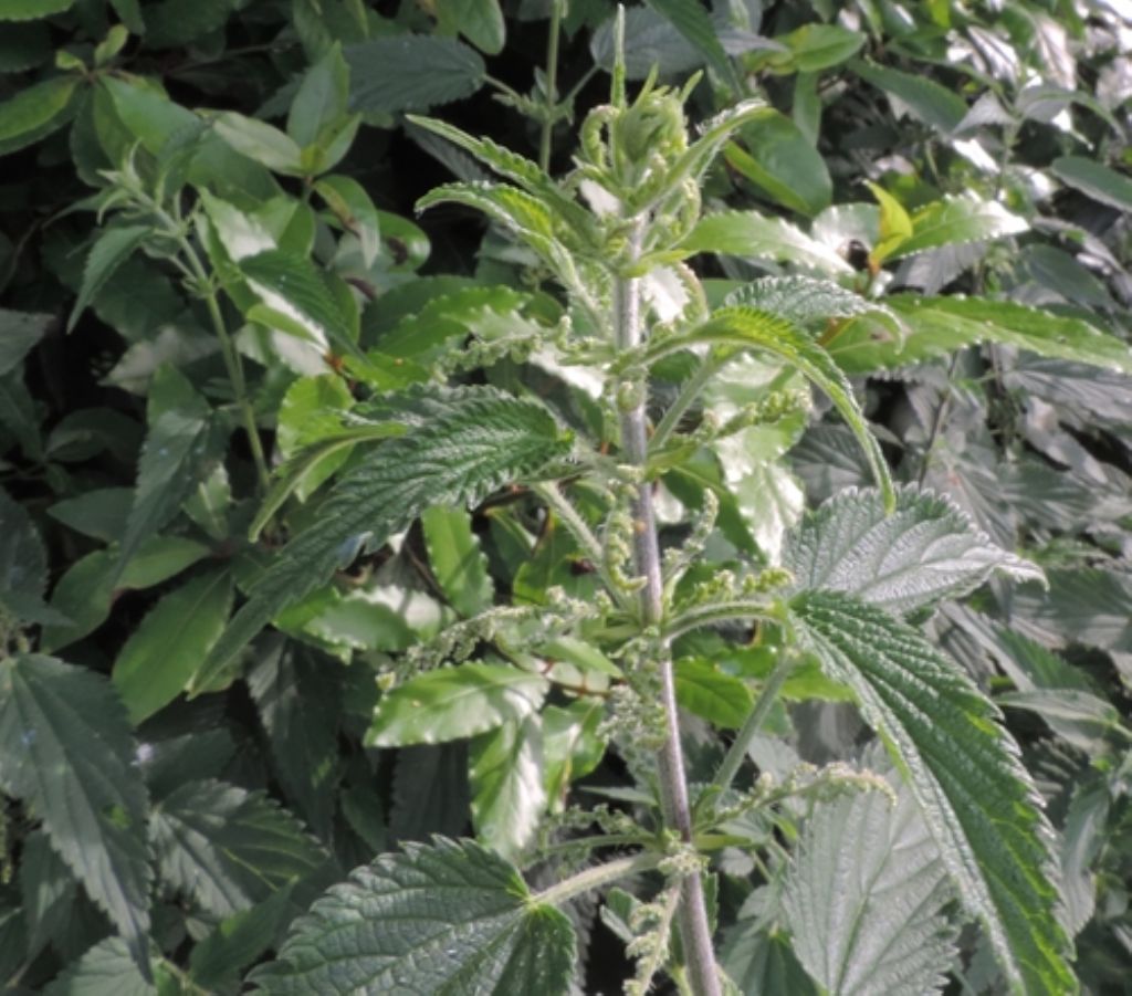 Ortica: quale?  Urtica dioica (cfr.)